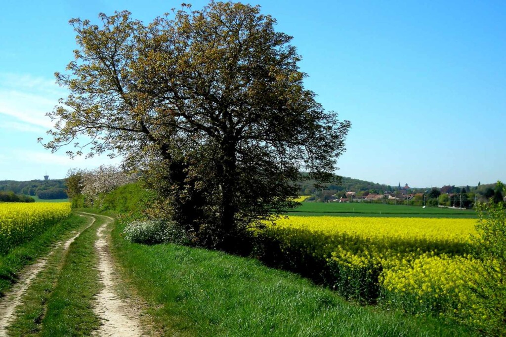 Chemin de campagne a Baulne